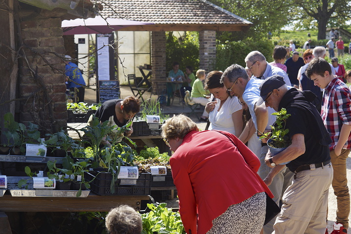 zeekool, Crambe maritima is een heerlijke maar ook prachtige delicatesse