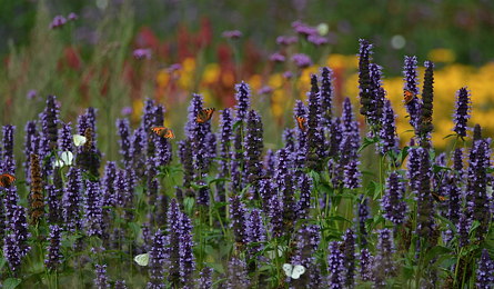 Agastache 'Blackadder', Verbena bonariensis, Echinacea en andere prairieplanten.