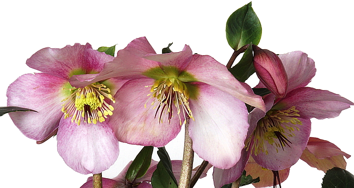 Helleborus 'Sensas' (niger subsp. macranthus x orientalis subsp. abchasicus)