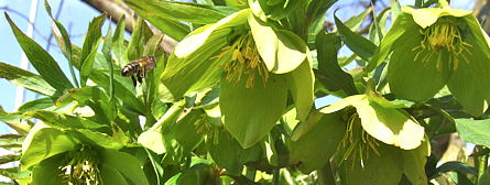 Helleborus cyclophyllus een zeldzame wildvorm in onze tuin.