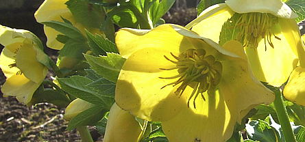 Helleborus cyclophyllus een zeldzame wildvorm in onze tuin.