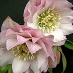 Helleborus orientalis dubbelbloemig, gevuld, roze