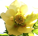 Helleborus orientalis Geel