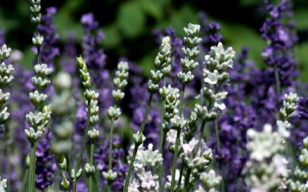 lavendel donker violet blauw-paars en wit