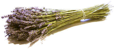 Lavendel bloemen, lavendelzakjes en lavendelolie van kwekerij