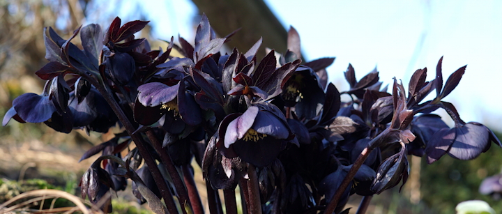Helleborus orientalis 'Black Beauty')