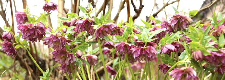 Helleborus orientalis 'Elise')