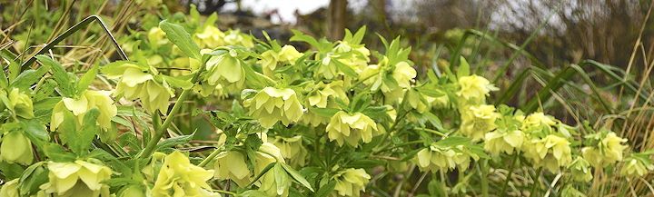 Helleborus orientalis 'Xanthia')