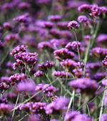 Verbena bonariensis zwevende schermen boven de prairie