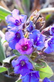 Pulmonaria 'Blue Ensign'  (longkruid)