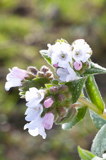 Pulmonaria Opal 'Ocupol'  (longkruid)