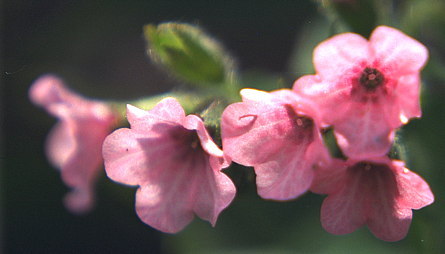 Pulmonaria saccharata 'Dora Bielefeld' is een van onze favoriete roze cultivars, een oud vertrouwde.