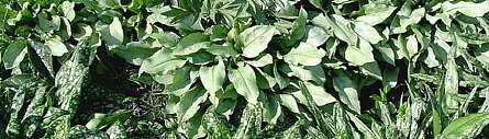 Pulmonaria heeft meestal zilveren vlekken of volledige zilver blad.