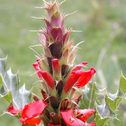 Acanthus sennii