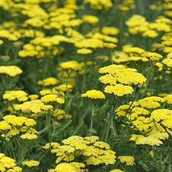 Achillea aegyptiaca var. taygetea