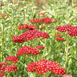 Achillea millefolium 'Red Velvet'