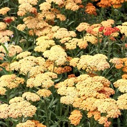 Achillea millefolium 'Terracotta'