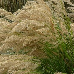 Achnatherum calamagrostis (Stipa calamagrostis)