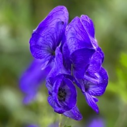 Aconitum carmichaelii 'Arendsii'