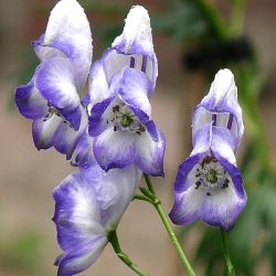 Aconitum carmichaelii 'Cloudy'