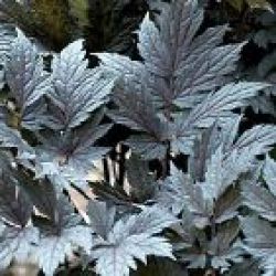 Actaea ramosa 'Chocoholic' (Cimicifuga)