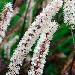 Actaea simplex 'Black Negligee' ® (Cimicifuga)