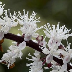 Actaea simplex 'Brunette' (Cimicifuga)