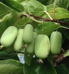 Actinidia arguta 'Fresh Jumbo'