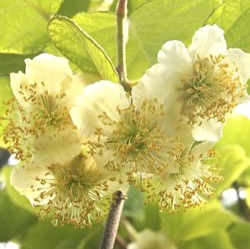 Actinidia deliciosa 'Atlas'