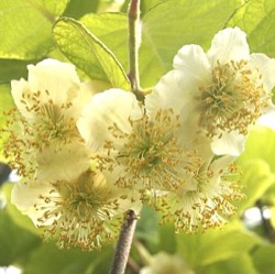 Actinidia deliciosa 'Atlas'