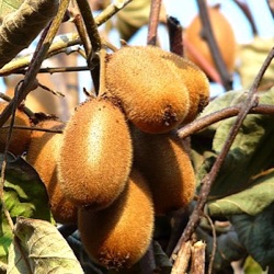 Actinidia deliciosa 'Hayward'