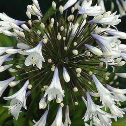 Agapanthus 'Enigma'