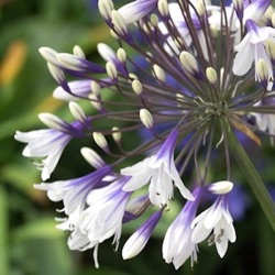 Agapanthus 'Fireworks' ®