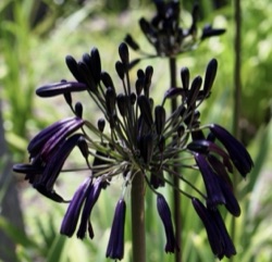 Agapanthus inapertus 'Black Magic'