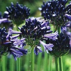 Agapanthus praecox subsp. orientalis 'Black Pantha'