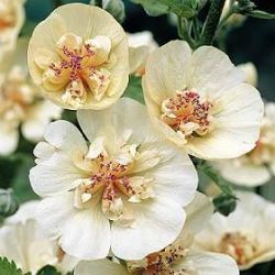 Alcalthaea x suffrutescens 'Parkallee'