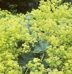 Alchemilla mollis