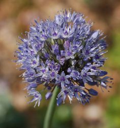 Allium caeruleum