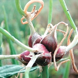 Allium cepa var. proliferum
