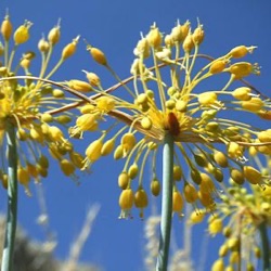 Allium flavum