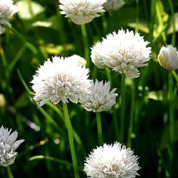 Allium schoenoprasum 'Corsican White'
