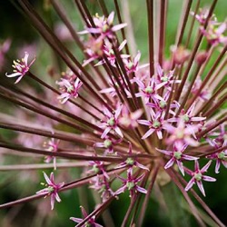 Allium schubertii
