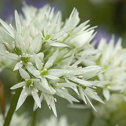 Allium ursinum