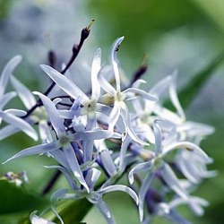 Amsonia tabernaemontana var. salicifolia