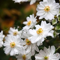 Anemone 'Whirlwind'