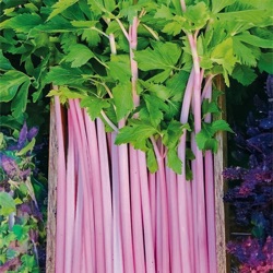 Apium graveolens var. dulce 'Chinese Pink'