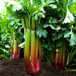 Apium graveolens var. dulce 'Red Soup' ('Clayworth Pink')