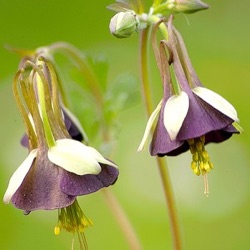 Aquilegia viridiflora 'Chocolate Soldier'