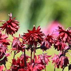 Aquilegia vulgaris var. stellata 'Ruby Port'