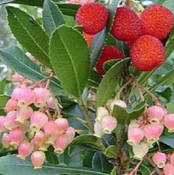 Arbutus unedo 'Rubra'